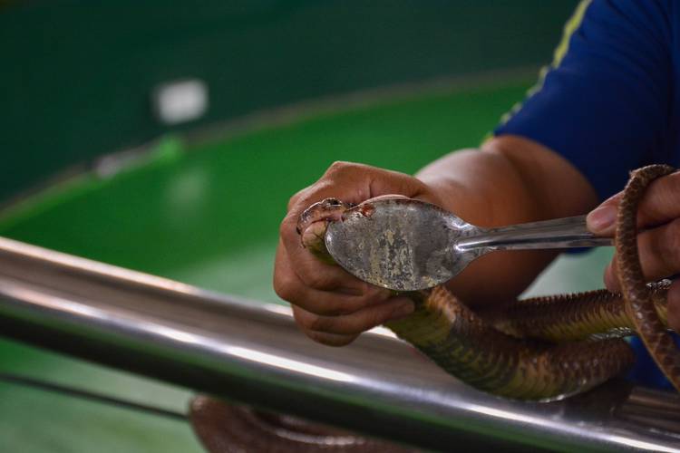 泰国佛牌眼镜蛇王药膏（泰国佛牌眼睛王蛇膏）